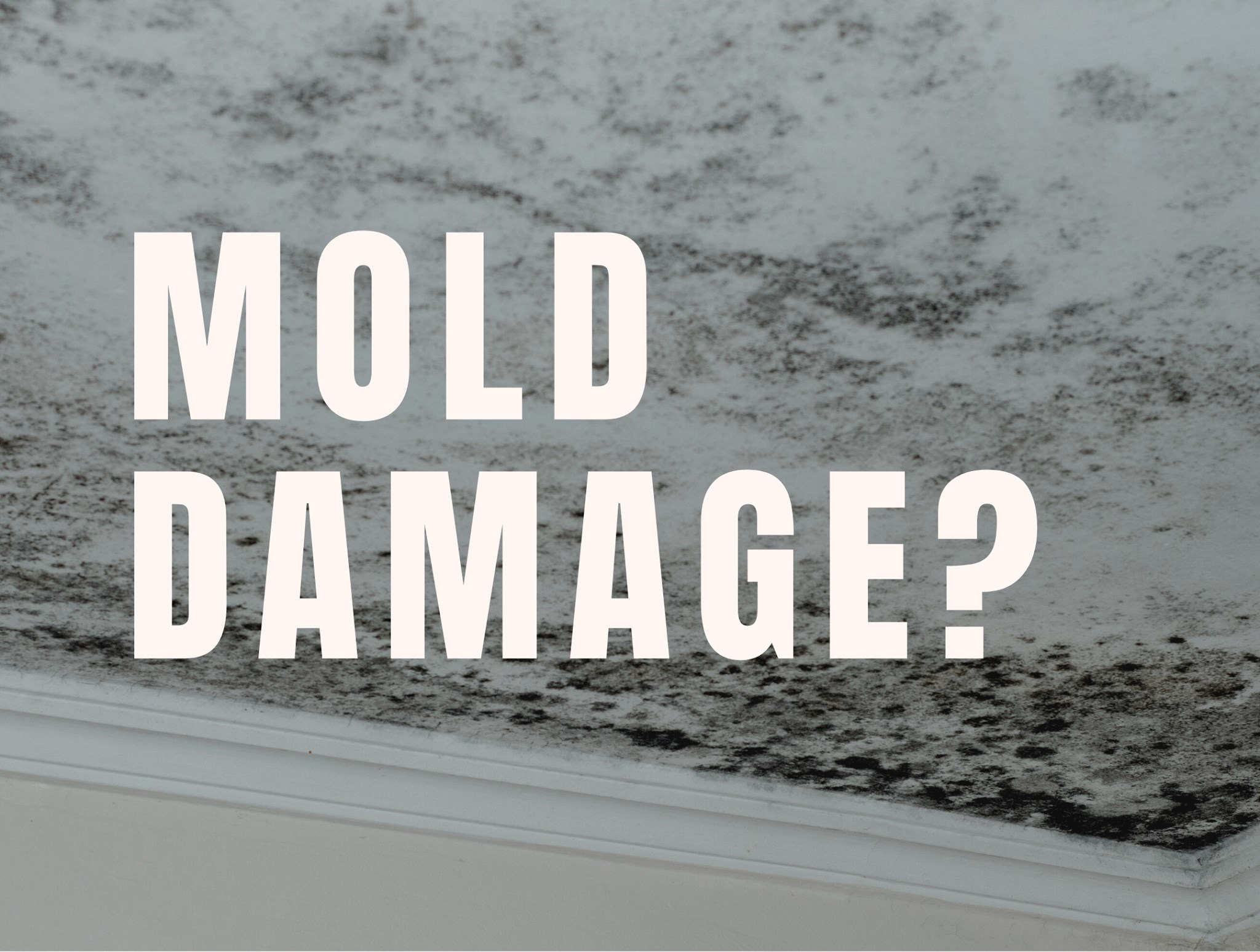 Mold Removal and Restoration